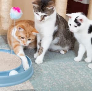 Cat Boarding Raleigh NC
