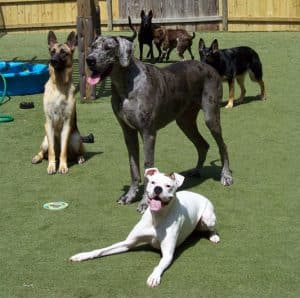 Doggie Day Care Raleigh NC