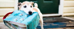 Doggy Day Care Raleigh NC