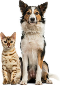 Dog and Cat Boarding Services Raleigh NC