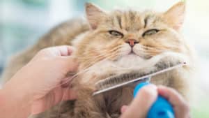 Cat Grooming Raleigh NC