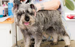 Pet Grooming Raleigh NC