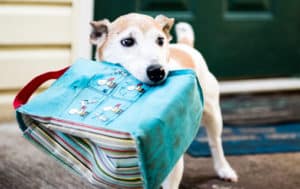Pet Boarding Raleigh NC