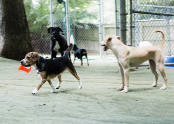 Doggy Day Camp Raleigh NC